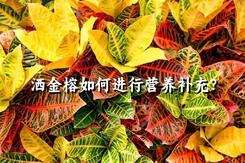 洒金榕如何进行营养补充？