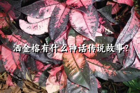 洒金榕有什么神话传说故事？