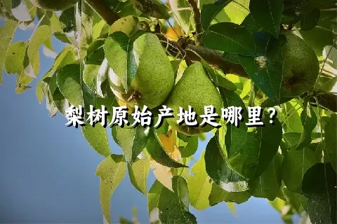 梨树原始产地是哪里？