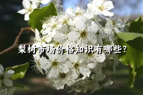 梨树市场价格知识有哪些？
