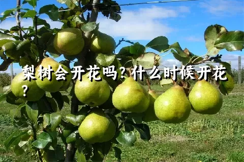 梨树会开花吗？什么时候开花？