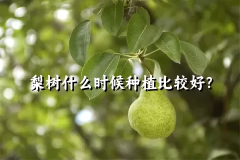 梨树什么时候种植比较好？