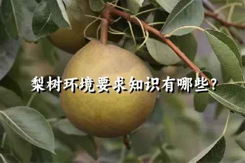 梨树环境要求知识有哪些？