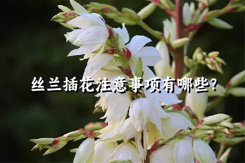 丝兰插花注意事项有哪些？