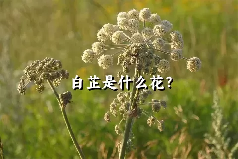 白芷是什么花？