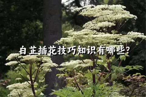 白芷插花技巧知识有哪些？