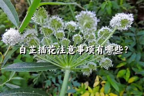 白芷插花注意事项有哪些？