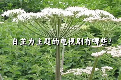 白芷为主题的电视剧有哪些？