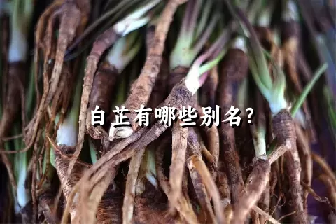 白芷有哪些别名？