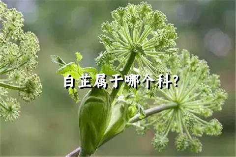 白芷属于哪个科？
