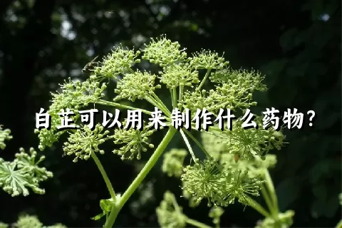 白芷可以用来制作什么药物？