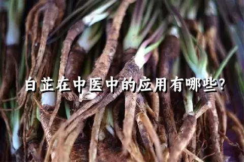 白芷在中医中的应用有哪些？