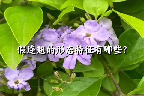 假连翘的形态特征有哪些？