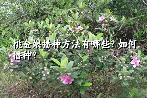 桃金娘播种方法有哪些？如何播种？