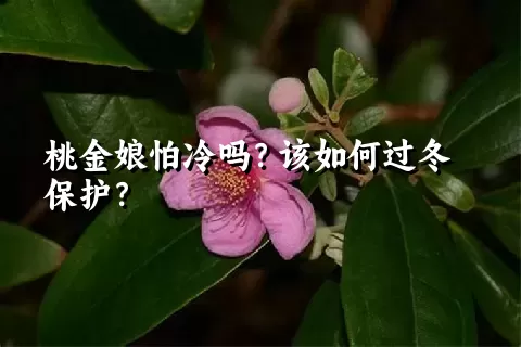 桃金娘怕冷吗？该如何过冬保护？