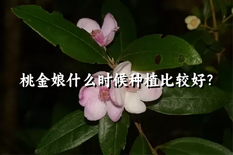 桃金娘什么时候种植比较好？