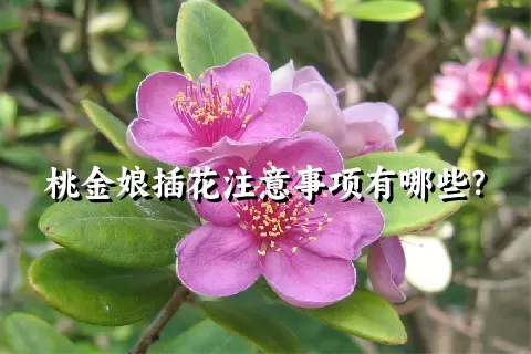 桃金娘插花注意事项有哪些？