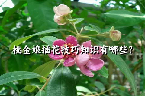 桃金娘插花技巧知识有哪些？