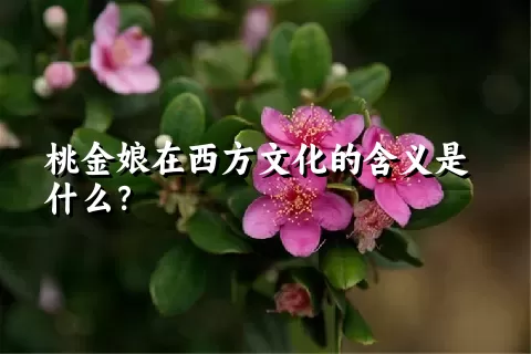 桃金娘在西方文化的含义是什么？