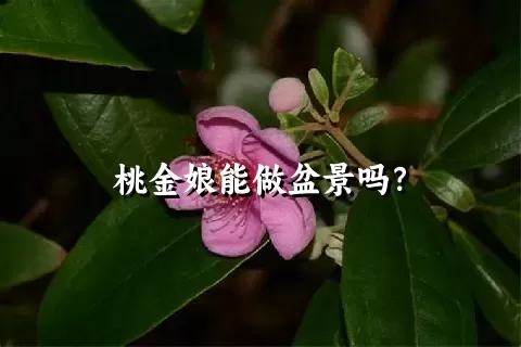 桃金娘能做盆景吗？