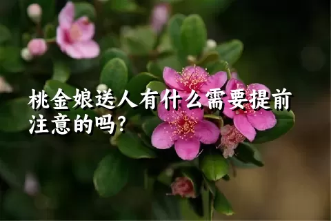 桃金娘送人有什么需要提前注意的吗？