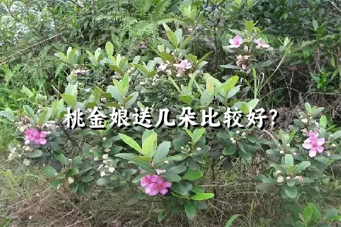 桃金娘送几朵比较好？