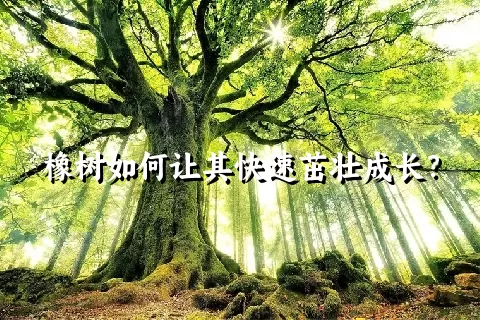 橡树如何让其快速茁壮成长？