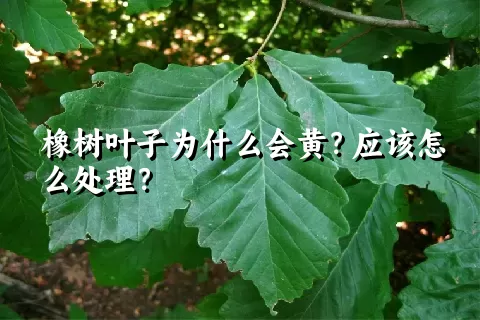 橡树叶子为什么会黄？应该怎么处理？
