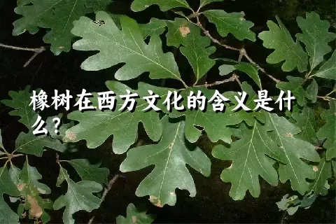 橡树在西方文化的含义是什么？