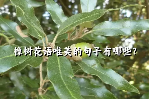 橡树花语唯美的句子有哪些？