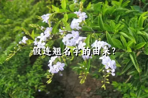 假连翘名字的由来？