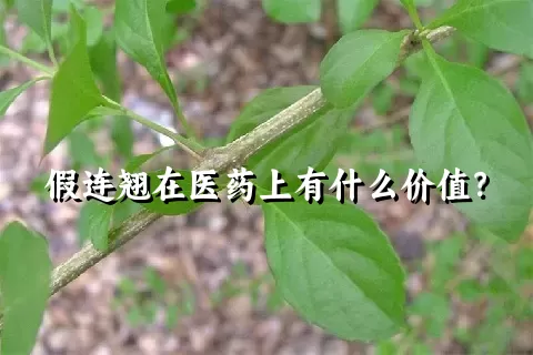 假连翘在医药上有什么价值？