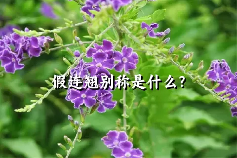 假连翘别称是什么？