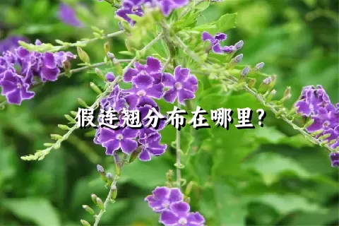 假连翘分布在哪里?