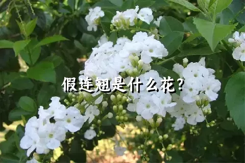 假连翘是什么花？