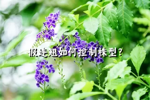 假连翘如何控制株型？