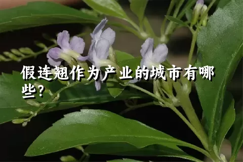 假连翘作为产业的城市有哪些？