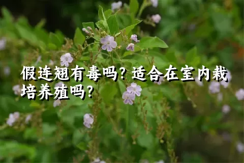 假连翘有毒吗？适合在室内栽培养殖吗？