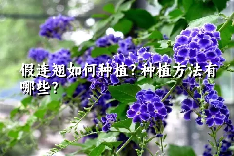 假连翘如何种植？种植方法有哪些？