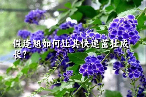 假连翘如何让其快速茁壮成长？
