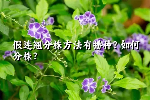 假连翘分株方法有播种？如何分株？