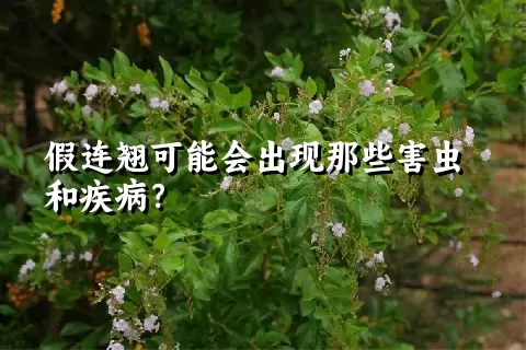 假连翘可能会出现那些害虫和疾病？