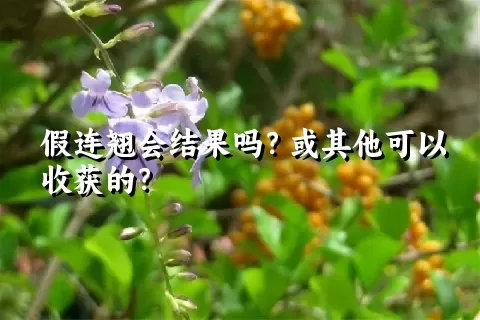 假连翘会结果吗？或其他可以收获的？