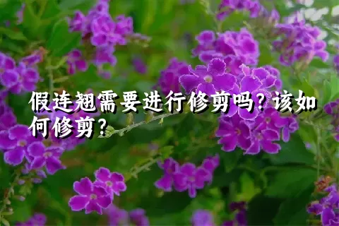 假连翘需要进行修剪吗？该如何修剪？
