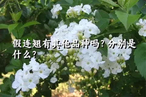 假连翘有其他品种吗？分别是什么？