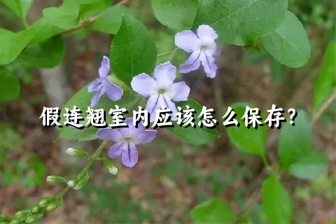 假连翘室内应该怎么保存？