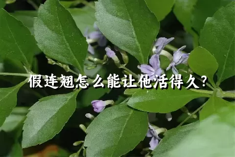 假连翘怎么能让他活得久？