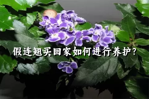 假连翘买回家如何进行养护？