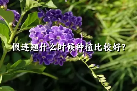 假连翘什么时候种植比较好？