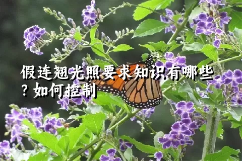 假连翘光照要求知识有哪些？如何控制